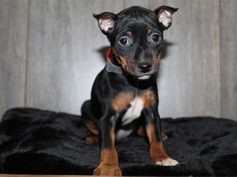 Miniature Pinscher-DOG-Female-BLK/TAN-3921312-Pet City Houston