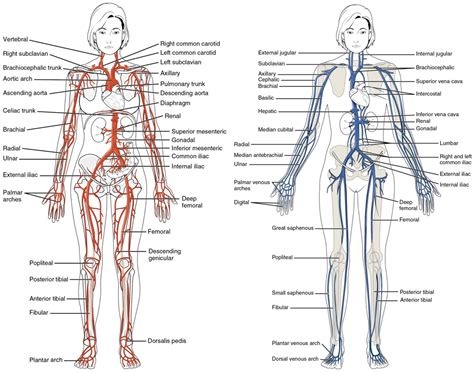 Chapter 20 The Cardiovascular System: Blood Vessels and Circulation – Anatomy and Physiology ...