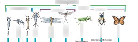 Arthropoda Hexapoda klassification Diagram | Quizlet