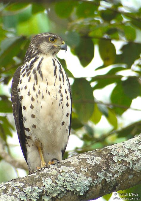 African Goshawk - Accipiter tachiro female juvenile - palh306879