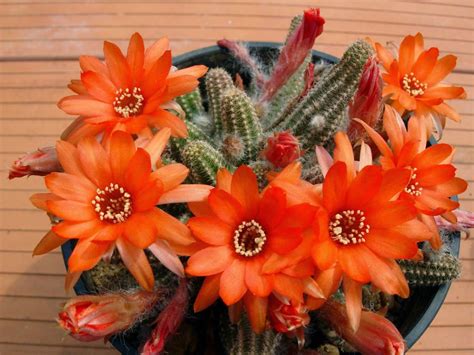 How to Grow and Care for a Peanut Cactus (Echinopsis chamaecereus) | World of Succulents