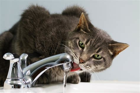 Cat Drinking Tap Water Domestic - Free photo on Pixabay