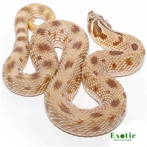 Adult Anaconda Western Hognose Snake Het Axanthic - Exotic Reptiles Store