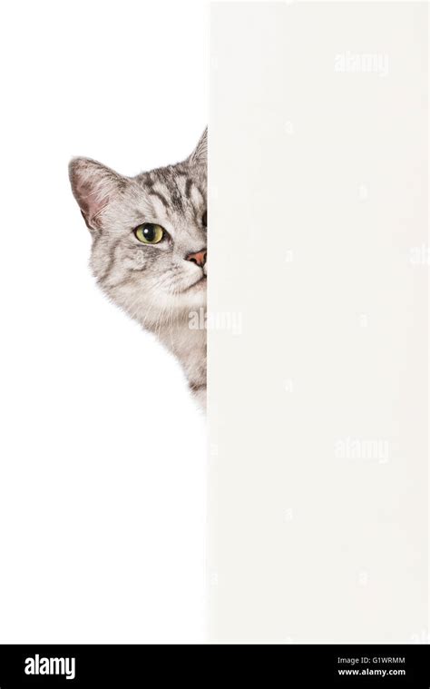 Cat look around the corner Stock Photo - Alamy