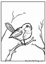 Robin Coloring Pages 100% Free Printables sketch template