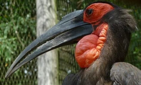 Mengenal Jenis Burung Rangkong, Habitat, Dan Suara