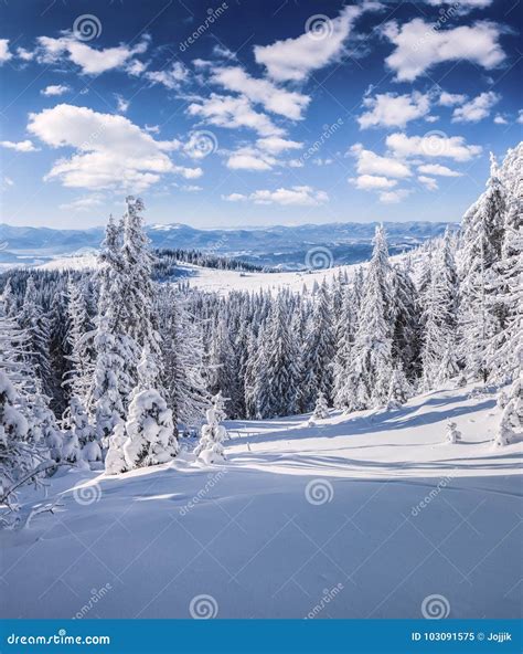 Picturesque Winter Morning in Carpathian Mountains with Snow Covered ...