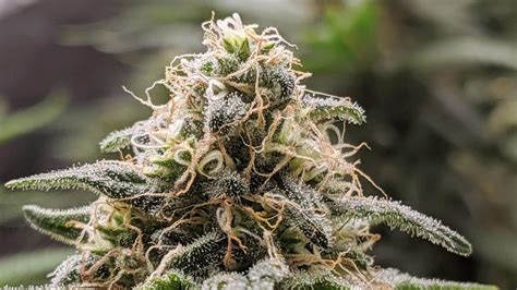 EventHi- Cannabis Growing 101: Flowering Stage - getting to big, sparkly buds