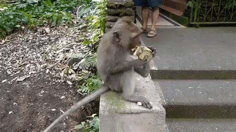 Peeling GIF - Peeling Monkey Banana - Discover & Share GIFs