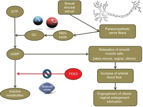 Mechanism of action of sildenafil citrate. | Download Scientific Diagram