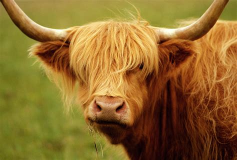 Long-haired Cow, Scottish Highlands by Robert Houser