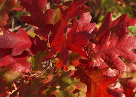 Oak Leaves Free Stock Photo - Public Domain Pictures