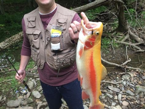 Palomino Trout in Pennsylvania : r/troutfishing