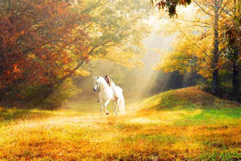 Autumn Horse Pictures Wallpaper - WallpaperSafari