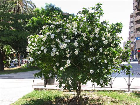 Gardenia Thunbergia 10 Seeds, Fragrant Wild Evergreen Tree Plants / Sh | The Plant Attraction