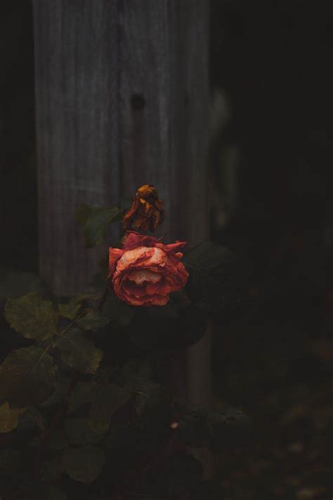 Dead Rose Wallpapers - Top Free Dead Rose Backgrounds - WallpaperAccess