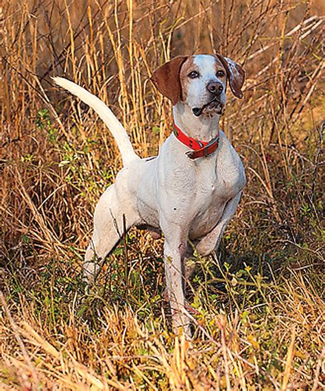 How to Pick a Pointing Breed - Gun Dog