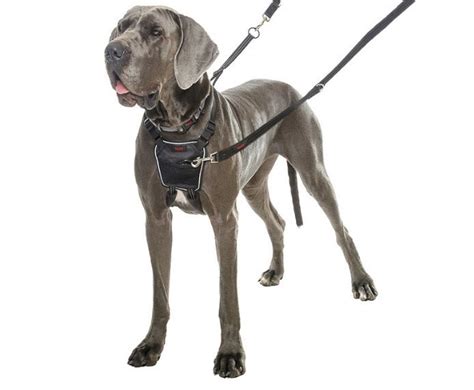 Halti No Pull Dog Training Harness | Vebo Pet Online