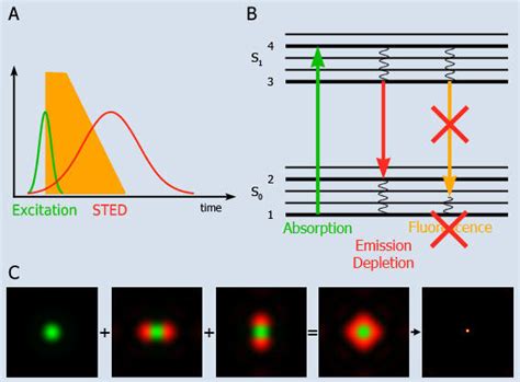 STED microscopy • Sigrist Group • Department of Biology, Chemistry ...