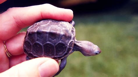 How to Take Care of a Baby Turtle | Pet Turtles - YouTube