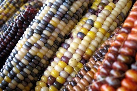 How Many Different Varieties of Corn Are There In the World? | by Zippy Facts | Medium