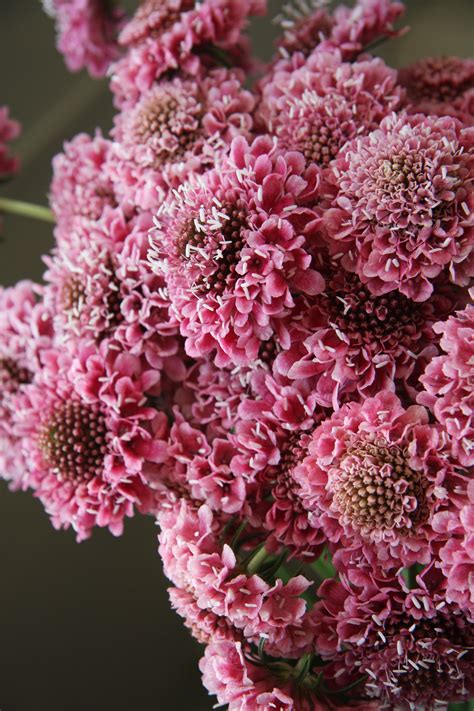 scabiosa Classic pink | 花