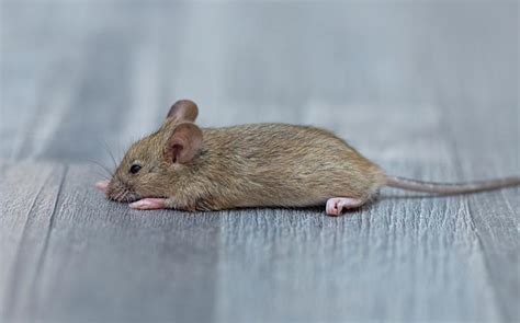 Blog - What To Do When Mouse Traps Just Aren't Working In Your Aiken Home