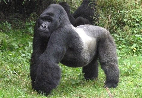 Silverback Gorilla Facts | Male Mountain Gorillas | Mountain Gorilla Facts