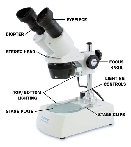 How to Use a Stereo Microscope and Science Lesson Ideas