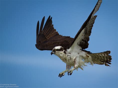 Is the Seahawk a Real Bird? - The National Wildlife Federation Blog