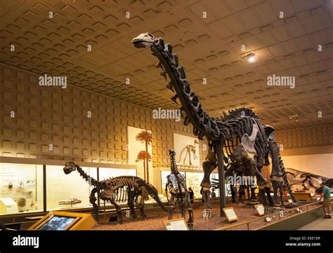 Peabody Museum of Natural History Yale University Stock Photo - Alamy