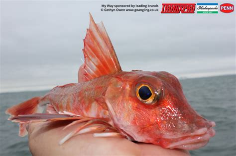 Gurnard Fishing – GO Angling