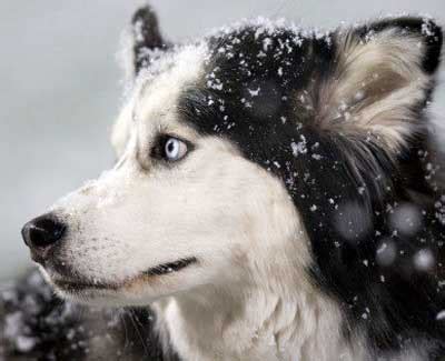 Beloved NIU Huskies mascot Diesel to retire - NIU Today