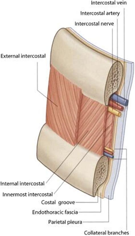 Intercostal Nerve Block: Ultrasound-Guided Technique - Procedures Consult