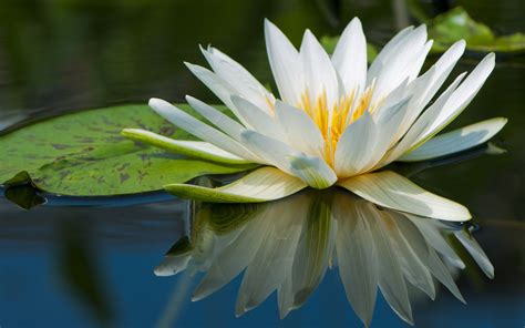 nature, Flowers, Lily Pads, Reflection, Water Lilies Wallpapers HD ...