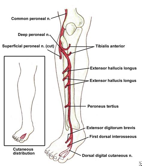 Common Peroneal Nerve Images & Pictures - Becuo