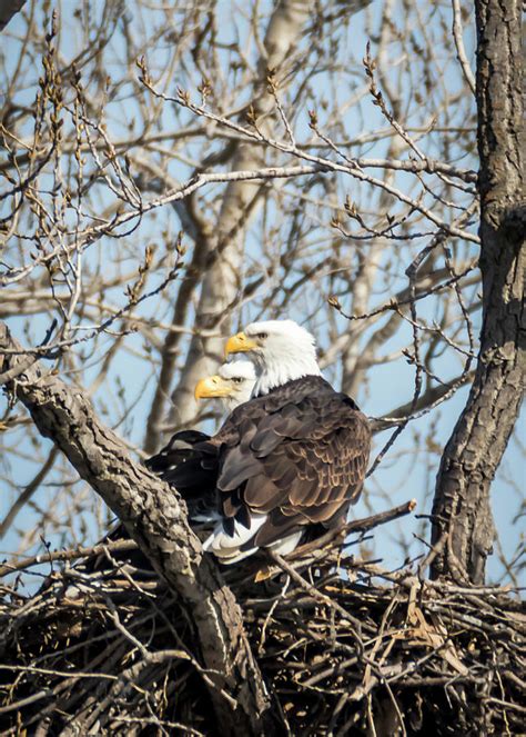 American Bald Eagles Nesting Photograph by Patti Deters