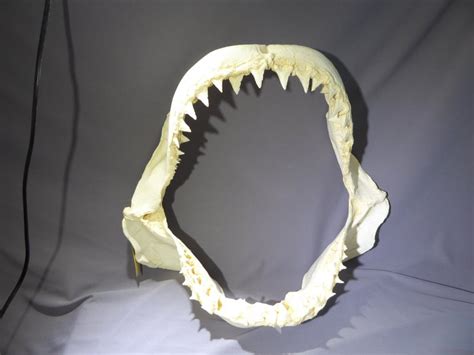 Great White Shark Jaw Replica - SkeletonsAndSkullsSuperstore