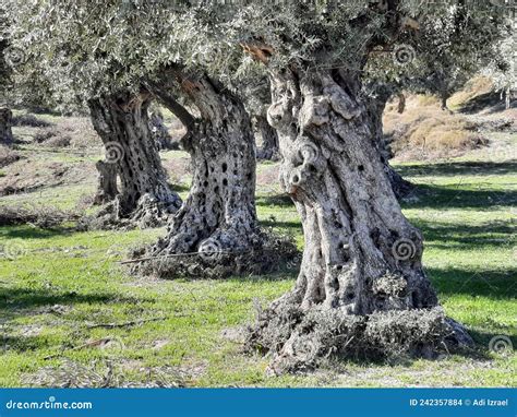 Old Olive Trees, Galilee, Israel Stock Photo - Image of shrub, tree: 242357884