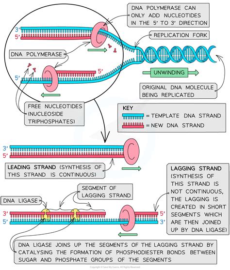 IB DP Biology: HL复习笔记7.1.2 Mechanism of DNA Replication-翰林国际教育