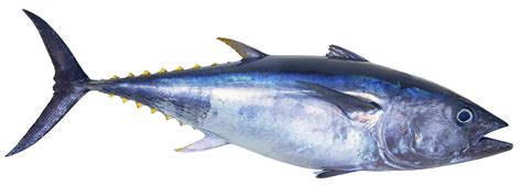 Can farmed tuna save the bluefin from extinction? | The Japan Times