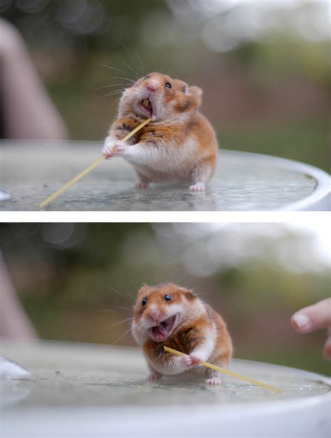 89 Photos Of Animals Eating That’ll Make You Smile | Bored Panda