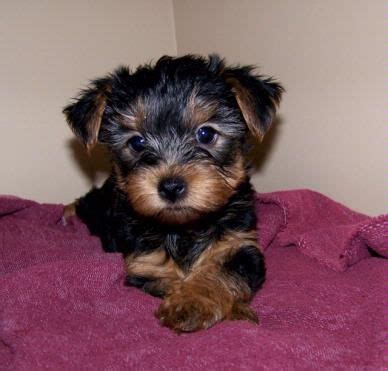 Rottweiler Yorkie Mix | 09rosaline