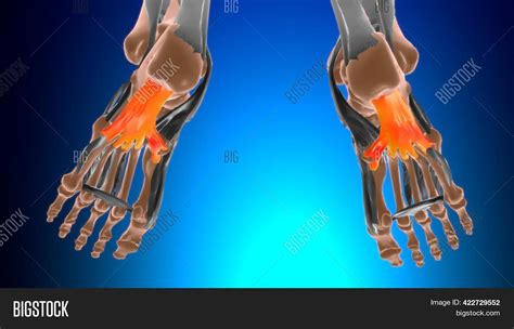 Long Plantar Ligament Image & Photo (Free Trial) | Bigstock