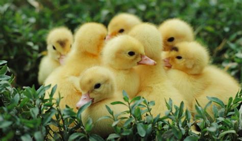 Types of Ducklings (With Pictures) - The Hip Chick