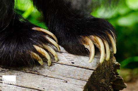 Woodland Park Zoo Blog: Checking in with the sloth bear cubs