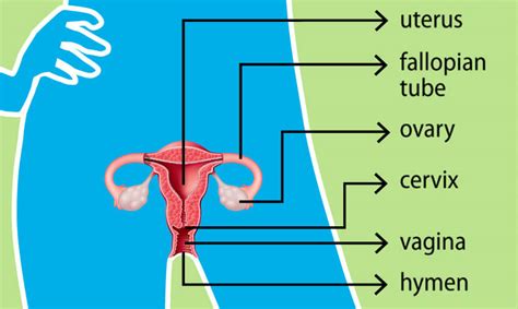 Female Reproductive Anatomy