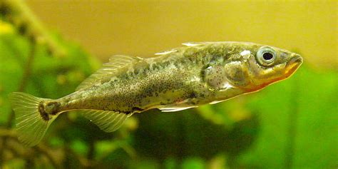 Spotlight: Three-spined Stickleback (Gasterosteus aculeatus) - the fishroom