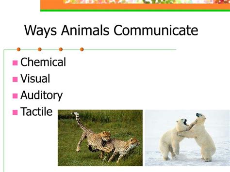 PPT - Animal Behavior PowerPoint Presentation, free download - ID:6865314