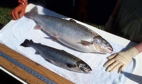 FDA lifts 2016 import ban on GMO AquAdvantage salmon, confirms fish safe to eat - Genetic ...